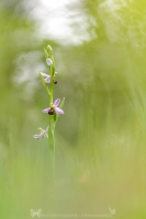Bienen Ragwurz " Ophrys apifera "