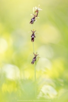 Fliegen Ragwurz - Ophrys insectifera