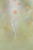 Herbst Drehwurz - Spiranthes spiralis