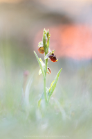 Hummel Ragwurz - Ophrys holoserica