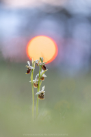 Hummel Ragwurz - Ophrys holoserica