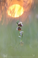 Hummel Ragwurz  " Ophrys holoserica "