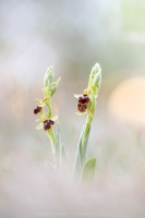 Groe Spinnen Ragwurz - Ophrys sphegodes