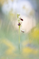 Spinnen Ragwurz - Ophrys sphegodes