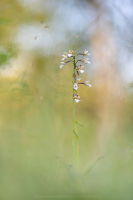 Sumpf Stendelwurz - Epipactis palustris