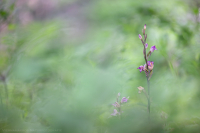 Violetter Dingel - Limodorum abortivum