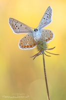 Himmelblauer Bluling - Polyommatus bellargus