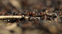Ameisen " Formicidae"