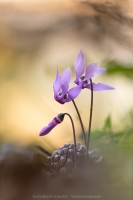 Europisches Alpenveilchen " Cyclamen purpurascens "