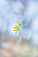 Echte Schlsselblume - Primula veris