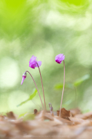 Europäisches Alpenveilchen - Cyclamen purpurascens