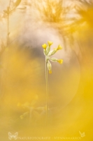 Echte Schlsselblume " Primula veris "