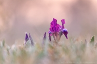 Zwerg Schwertlilie " Iris pumila "