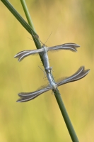 Federmotten "Pterophoridae"