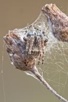 Marmorierte Kreutzspinne "Araneus marmoreus" Familie Radnetz Spinne