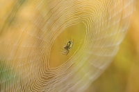 Spinne mit Netz