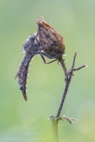Frhlings-Raubfliege " Erax barbatus " Weibchen