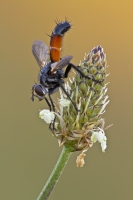 Raupenfliege "Cylindromyia bicolor"