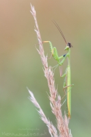 Europäische Gottesanbeterin " Mantis religiosa "  Männchen