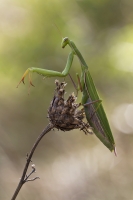 Europische Gottesanbeterin "Mantis religiosa" weibchen