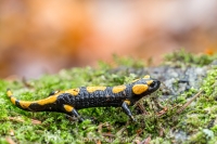 Feuersalamander " Salamandra salamandra "