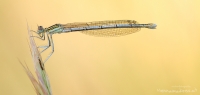 Blaue Federlibelle " Platycnemis pennipes " Weibchen