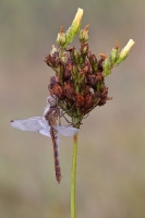 Gemeine Heidelibelle "Sympetrum vulga" Weibchen