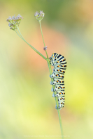 Schwalbenschwanz Raupe - Papilio machaon