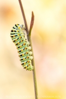 Schwalbenschwanz Raupe "  Papilio machaon "