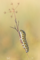 Schwalbenschwanzraupe " Papilio machaon "