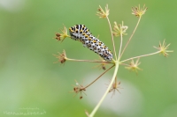 Schwalbenschwanz Raupe " Papilio machaon "
