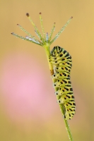 Schwalbenschwanzraupe "Papilio machaon"